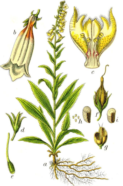 Morfologia naparstnicy zwyczajnej. Źródło: https://commons.wikimedia.org/wiki/File:Digitalis_grandiflora_Sturm34.jpg
