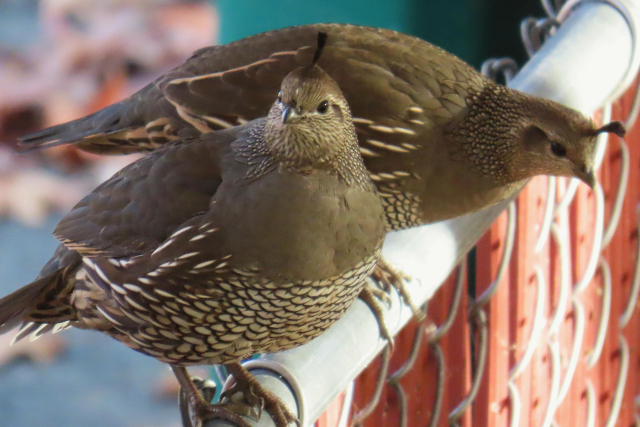 Photo of a pair of California quail in the female colorway--plump, driftwood grey birds with dainty white eyebrows, little black pull-tab crests kewpie-ing up out of their foreheads, and wonderful, quill-like basketry markings around their lower bodies like those little foam nets you find on Asian pears in the supermarket. The birds are perched next to each other on top of the red-slatted gate of a chain-link fence, the near one looking up and off towards eir right at some sound we cannot see and the other leaning down to peer over into the yard, getting ready to flump down to the grass where the other quail wait, grazing.