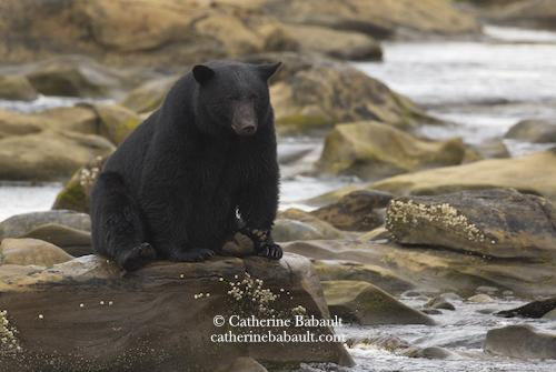 Big black bear sitting on a sandstone and looking intensely at a creek where salmon run.