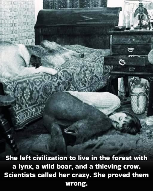 A black and white photo of woman in a bedroom, sleeping on the floor. A wild boar is sleeping on the bed. There is a writing desk and small bureau with drawers. 

Text: She left civilization to live in the forest with a lynx, a wild boar, and a thieving crow. Scientists called her crazy. She proved them wrong.