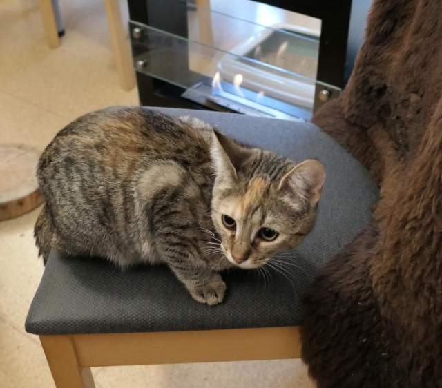 Katze Lilly kauert auf dem Sitz eines Stuhls und blickt vorsichtig zur Seite. Im Hintergrund flackert warm das Licht eines Kamins – ein Hauch von Gemütlichkeit, durchbrochen von Lillys aufmerksamem, leicht schelmischem Blick.