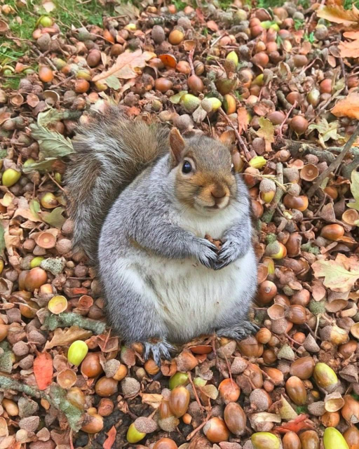 very rotund squirrel surrounded by lots of nuts