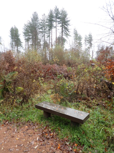 A wooden bench in Tentsmuir Forest