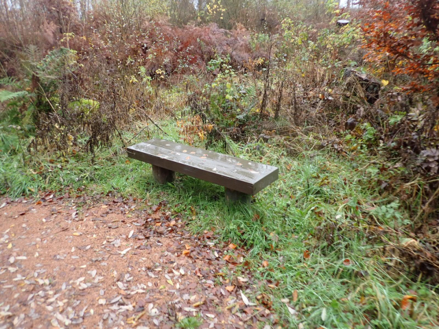 A wooden bench in Tentsmuir Forest