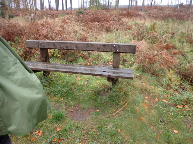 A wooden bench in Tentsmuir Forest