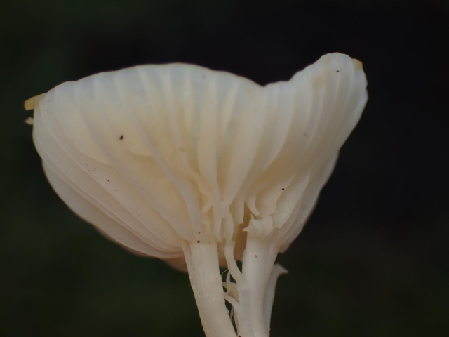 A small white hilled fungus: a Waxcap 