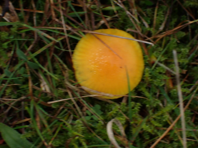 A small yellow-oramge mushroom: probably a Waxcap 