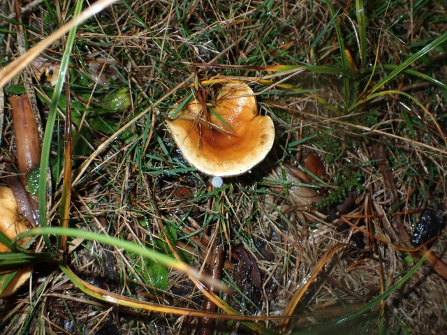 A mushroom with an orange brown cap with a prominent paler margin.