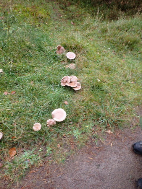 Part of a group of large mushrooms apparently forming a ring. Their cloudy grey coloured caps are depressed forming a funnel: probably Clouded Funnel Clitocybe nebularis