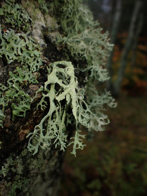 Oak Moss, Evernote pruniastri - a followed lichen- growing on a birch tree trunk