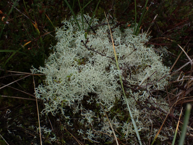 A reindeer lichen: a Cladonia lichen species with an extensive branching system. Overall colour, as for all Cladonia species, is a light grey green 