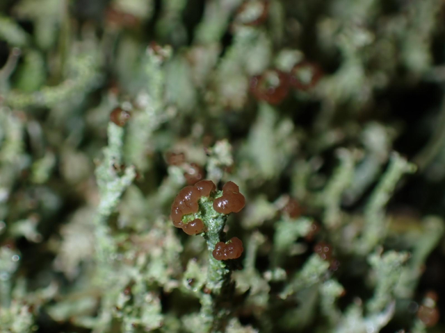 Brown apothecary on grey-green podetia. A patch of a Cladonia lichens species on Tayport heath.