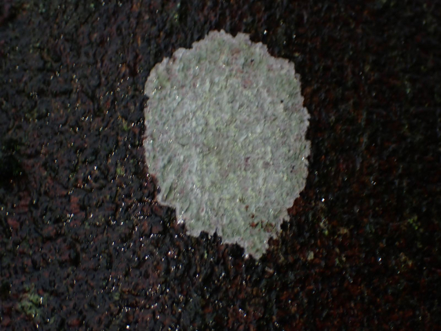 A grey lichen once tree trunk.