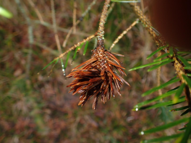 A brown mass of thickened needles on the end of a Spruce twig. Caused by an Adelges species (relations of Aphids and whitefly.