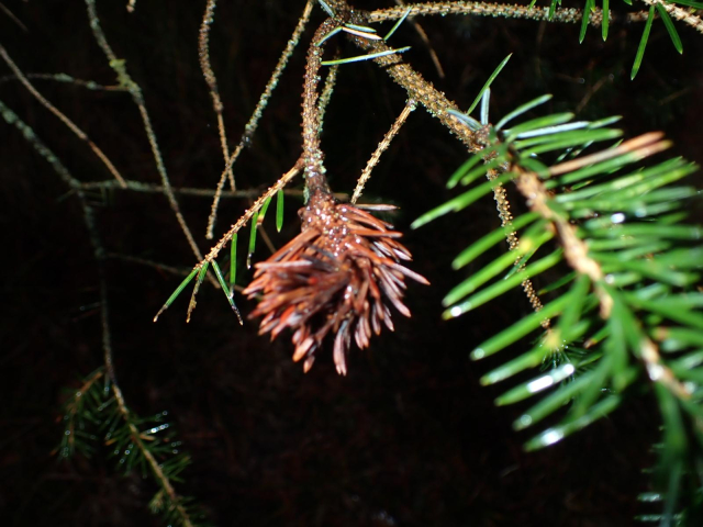 A brown mass of thickened needles on the end of a Spruce twig. Caused by an Adelges species (relations of Aphids and whitefly.