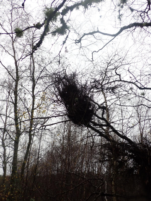 A large mass of Twiggy growth in a.birch tree, usually known as Witches Broom. Often caused by the tongue fungus Taphrina betulina