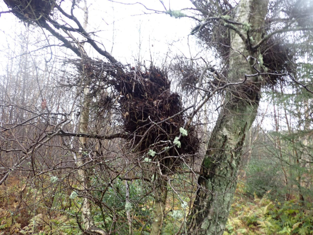 A large mass of Twiggy growth in a.birch tree, usually known as Witches Broom. Often caused by the tongue fungus Taphrina betulina