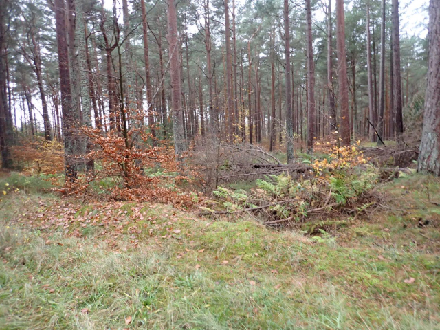 Pine plantations with healthy ground layer
