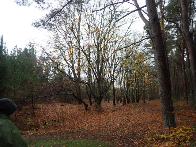 A stand of mature Beech trees in Tentsmuir Forest. Typical absence of a ground layer and a deep covering of rich orange-brown fallen leaves.