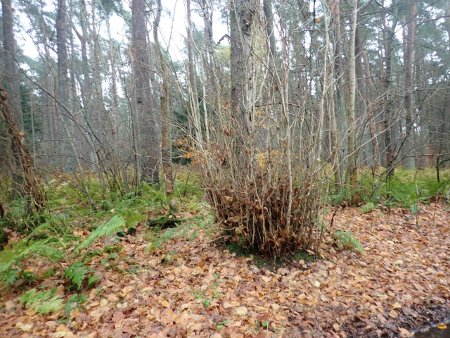 A leafless lime tree in Tentsmuir Forest with a big patch of epicormic growth at the base of the trunk (typical of Common Lime).