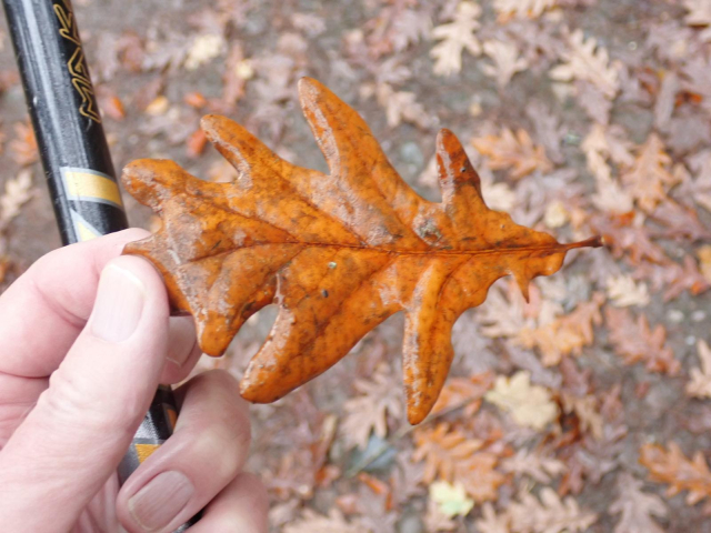 A fallen oaknleaf. The leaf has a long petiole (stalk) and no auricles. Not enough to jo on but could be Sessile or Turkey Oak