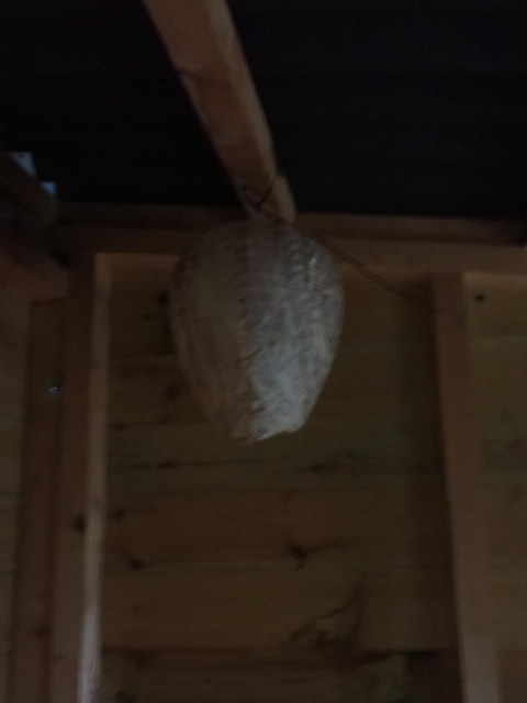 A paper wasp nest suspended from the ceiling of the main hide at Morton Lochs 