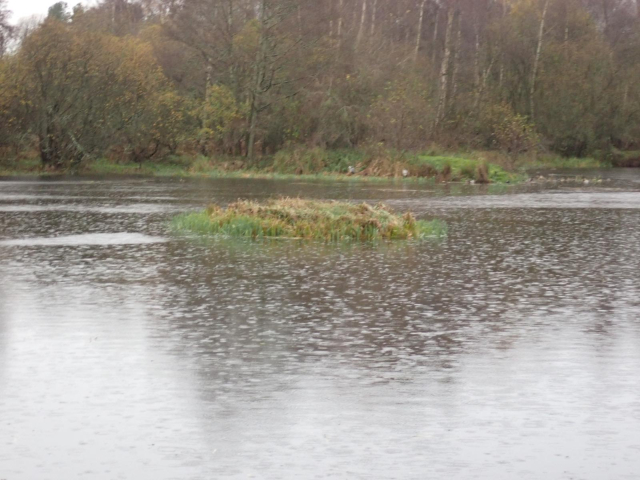 View from the main hide at Morton Lochs. A very small vegetated island in the centre of view (definitely not a crannog). Most birds were on the far shore including two herons.