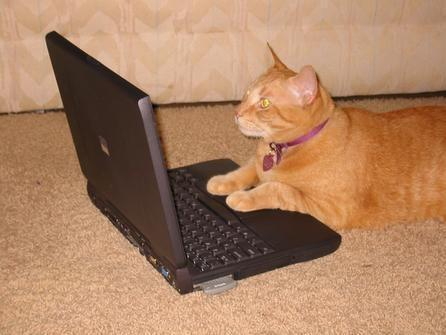Photo of an orange cat resting its paws on a Thinkpad on the floor, as it stares at the screen.