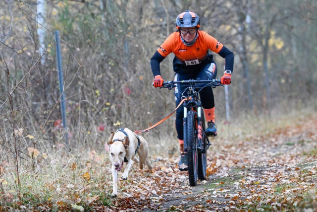 Ein blonder Hund im Zuggeschirr läuft in vollem Galopp vor einem Rad. Der Hund ist über eine flexible Leine mit dem Rad verbunden. Auf dem Bike sitzt eine Person in orange-schwarzer Sportkleidung.