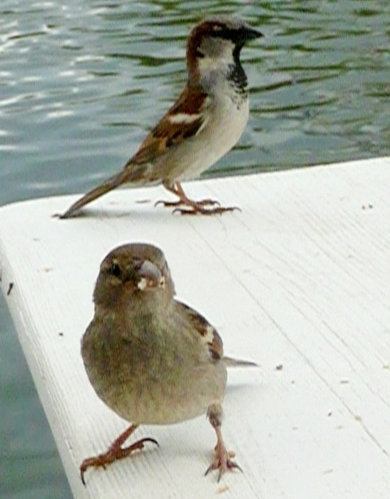 im Vordergrund links ein weiblicher Spatz in Frontalansicht, mit Sonnenblumenkernen im Schnabel. Sie schaut direkt in die Kamera. Im Hintergrund ein männlicher Spatz im Seitenprofil, den Hals langgestreckt, als würde er die Szene skeptisch beobachten. Beide sitzen auf einem Vintage-Holztisch. Dahinter die Wasseroberfläche eines Teichs. Ende der Bildbeschreibung, es folgen Aufzählungen vom Wort Spatz in verschiedenen Sprachen und Hashtags. 















































passerdomesticus, Passer domesticus, #passerdomesticus Varpunen, Varpusta, Gorriones, Haussperling, #Haussperling 
Haussperlinge, #Haussperlinge, Wróbel, Wróbla, Wroble,  Wróble , Sparrow, Sparrows, Spuggy, Spuggies, Housesparrow,  #Housesparrow , #Housesparrows , House sparrow
Housesparrows, Gebäudebrüter, Spatz,
#Spatz Spatzen, #Spatzen #Passerotto
Moineau domestique, Passerotto, Gorripato  #Moineaudomestique  врабче, Домашно врабче, huismussen, huismus, huismusjes, Pardal, gråspurv, 
AmbassadorOfUrbanNature
#AmbassadorOfUrbanNature
BotschafterDerStadtnatur 
#BotschafterDerStadtnatur
BNatSchG #BNatSchG
VogelDesJahres #VogelDesJahres
Vogel der Woche #weeSparrow 
#Strauchdiebe Strauchdiebe   🪶
#Sparrowglow #glow Flausch 
#StopHedgeClearing #birds 
#SchönesGegenDoofes 
#JederMeterHeckeFehlt 
#BirdOfTheDay 
#BirdOfTheWeek 