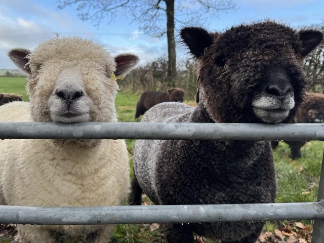 In the foreground two grey metal bars of a field gate stretch horizontally across the picture. Two very woolly sheep are side by side with their chins on the topmost bar. Their faces are almost teddy bear like and they have short rounded ears. Their eyes are pretty much hidden by their fleeces. The one on the left is cream coloured and the one on the right is very dark brown with some grey on its back and round the mouth. Some grass, a hedge, a tree and blue sky in the background, and a glimpse of other sheep.