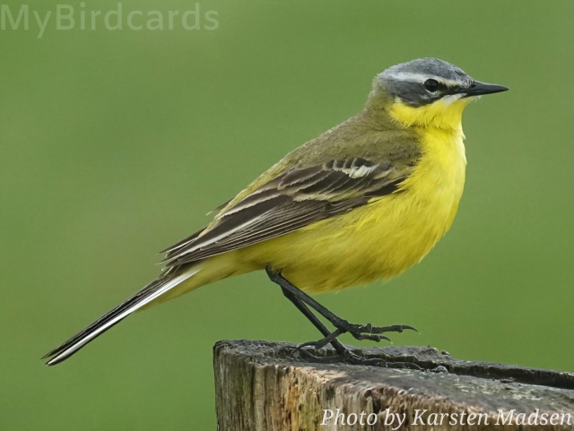 This small, slender bird is known for its constant tail-wagging motion. The male in breeding plumage is striking, featuring bright yellow underparts and a yellowish-green back. A key feature is the slate-blue to grey head with a prominent white stripe above the eye (supercilium), though the exact head pattern varies considerably across its many subspecies. 2.5 Flash (Edited) 

Photo by karsten_madsen via Pixabay 
https://pixabay.com/users/karsten_madsen-5078745/