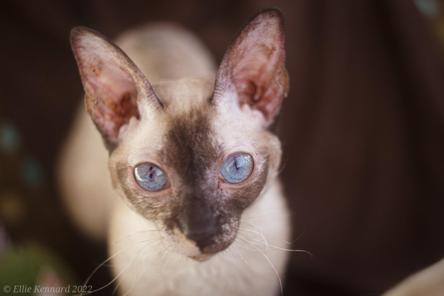 A cat with tortie Siamese colouring is facing us. It's hard to tell, but she has short wavy fur, as she is a Cornish Rex cat. She has very big ears and her sky blue eyes are open wide looking straight at us.