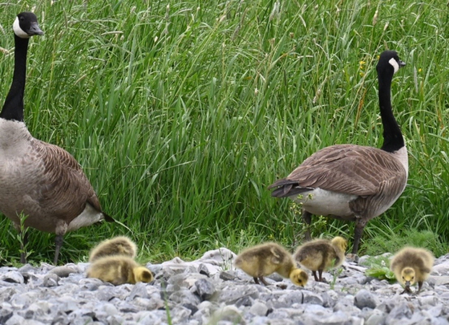 A photo of young yellow goslings of Canada geese, next to two adult birds.
