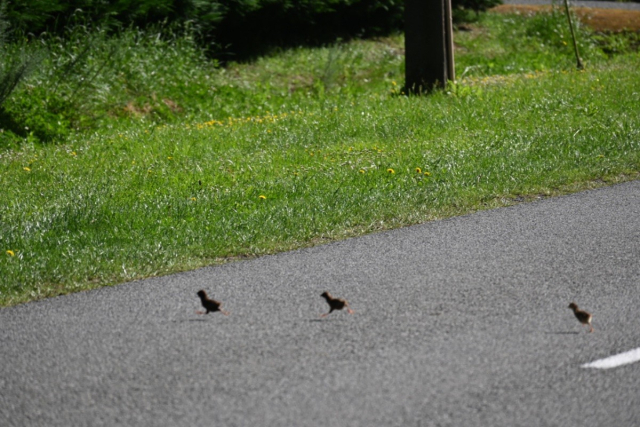 A photo of three tiny little baby birds with long legs dashing across a road. These are ring-necked pheasants and a car saw them and stopped to wait for them to cross (following their mother).