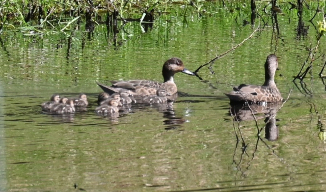 Two grey-brown adult ducks with red eyes, on a pond, with a group of young grey-brown ducklings. These are NZ grey teal.