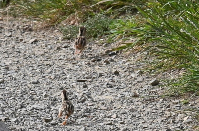 A photo of two tiny speckled baby birds running across a gravel path. These are California quails.