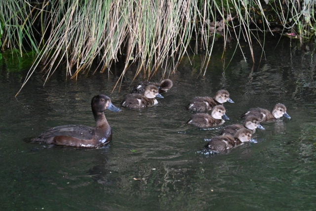 The first in a sequence of photos I took of a female scaup (a small brown diving duck) with her seven smaller mottled brown ducklings, all swimming on the river.