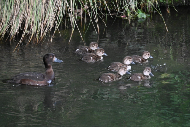 The second of my photos of a female scaup (a small brown diving duck) with her smaller mottled brown ducklings, all swimming on the river. Now there are six ducklings, as one has dived underwater.