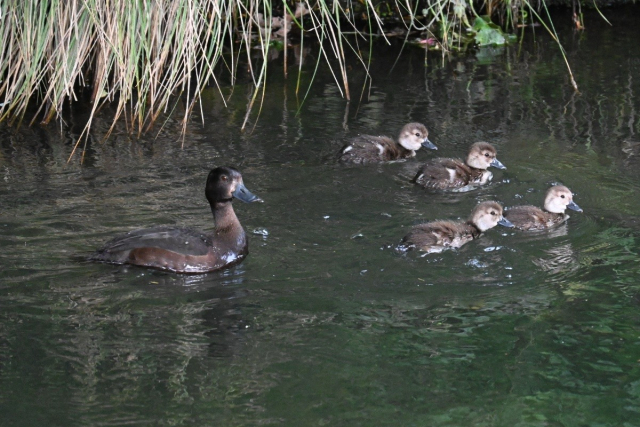 The third of my photos of a female scaup (a small brown diving duck) with her smaller mottled brown ducklings, all swimming on the river. Now there are only four ducklings, as the other three have dived underwater.