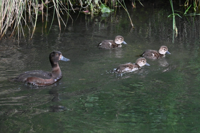 The fourth of my photos of a female scaup (a small brown diving duck) with her smaller mottled brown ducklings, all swimming on the river. Now there are only three ducklings, as the other four have dived underwater. The mother stayed on the water watching me. I let them be after this.