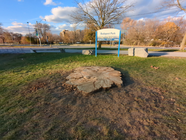 The stump of a very large willow tree, with a sign reading "Budapest Park" behind it. In the background is Lakeshore Ave. and, beyond some trees, St. Joseph's Hospital.  