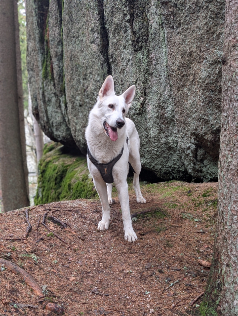 Na obrázku je Wick, bílý švýcarský ovčák, stojící před skalou.