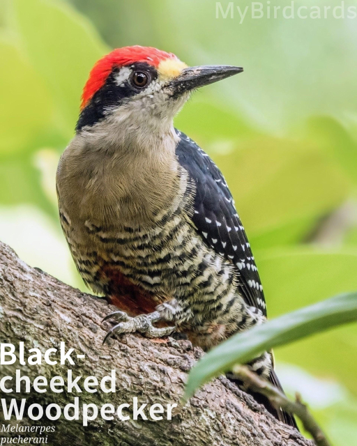 🌎 Black-cheeked Woodpecker (Melanerpes pucherani) 

The Black-cheeked Woodpecker is a medium-sized bird with a striking appearance: a black-and-white barred back, a conspicuous white rump, and a characteristic black mask or cheek patch. Males display a red crown and nape, while females only have red on the nape. This non-migratory resident is distributed from southern Mexico through Central America to western Ecuador, inhabiting the mid-levels and canopy of humid evergreen forests. They are active and agile foragers that consume a mixed diet of insects, fruits, and nectar, often moving in pairs. Known for being quite vocal and conspicuous, their behaviour includes giving a rattling call and drumming on trees. No subspecies are generally recognised. Gemini 3 (Edited)

Conservation status: Least Concern (IUCN 3.1)

Fun fact: Their diet is highly varied, including spiders, beetles, and ants, but they also eat substantial quantities of fruits, berries, seeds, and even sip nectar from large flowers, making them a true omnivore.

📷: Photo by Drosera74 via Pixabay 
https://pixabay.com/photos/woodpecker-costa-rica-bird-nature-9849875/

ALHU