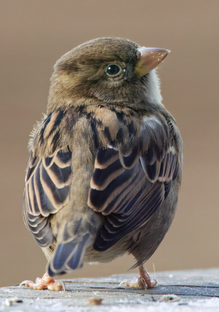 A female house sparrow with its beatifull 
patterned back