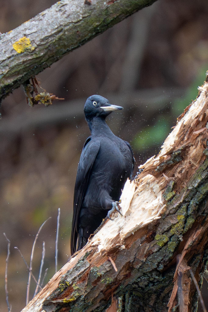 A female black woodpecker is perched upright on a slanted willow branch, with visible signs of hammering and small chips of wood flying around her.