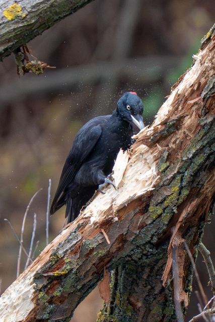 A female black woodpecker hammers a slanted willow branch, sending fragments of bark and small pieces of wood flying around her.
