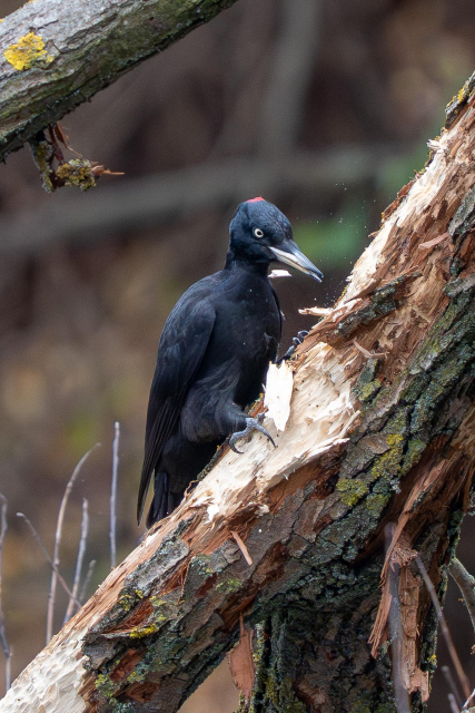 A female black woodpecker hammers a slanted willow branch, sending fragments of bark and small pieces of wood flying around her.