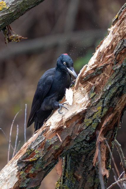A female black woodpecker hammers a slanted willow branch, sending fragments of bark and small pieces of wood flying around her.
