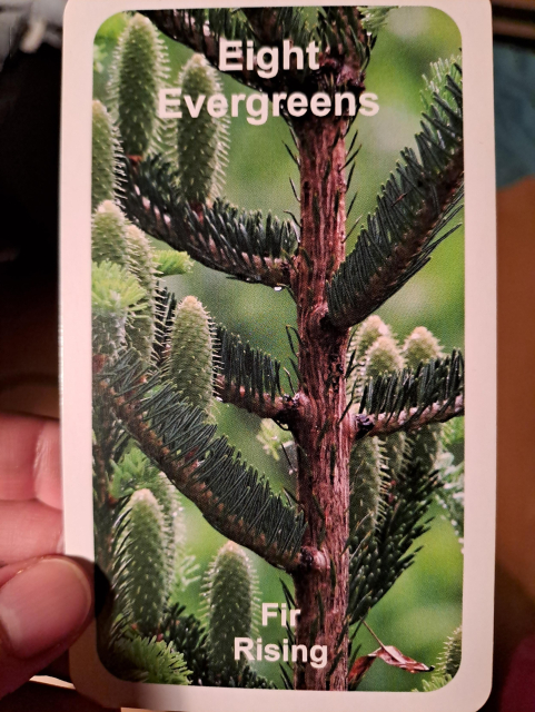 Tarot card, with a close up photo of a fir tree. Writing on the card says "Eight evergreens: Fir rising"